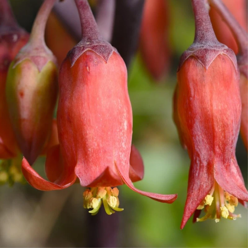 Wrights Tienda 45 Wrights Tienda -Wrights Tienda brachychiton acerifolius